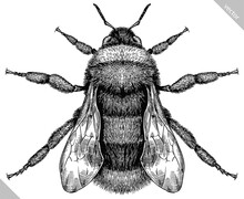 Engrave Isolated Bumblebee Hand Drawn Graphic Illustration