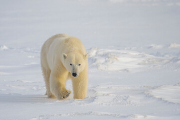 Wall Mural - polar bear (ursus maritimus) walking on sea ice, looking at camera, churchill, manitoba, canada.