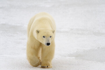 Wall Mural - polar bear (ursus maritimus) walking on sea ice, looking at camera, churchill, manitoba, canada.