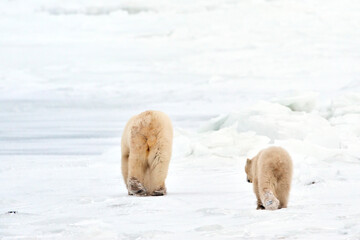 Wall Mural - polar bear (ursus maritimus) mother with cub walking on ice, seen from behind, churchill, manitoba, 