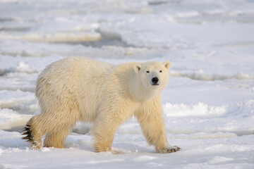 Wall Mural - polar bear (ursus maritimus) walking on sea ice, looking at camera, churchill, manitoba, canada.