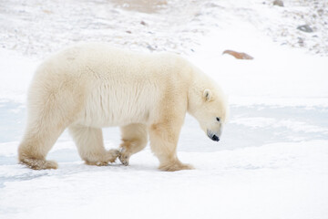 Wall Mural - polar bear (ursus maritimus) walking on ice, churchill, manitoba, canada.
