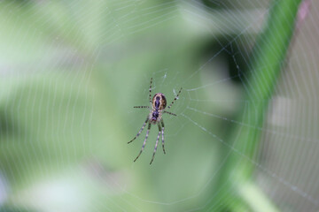 spider on the web
