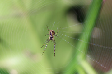 spider on a web