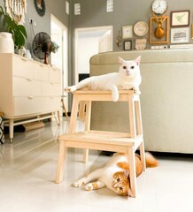 Two cute white and orange cats were relaxing on chairs and floor in a minimalist living room with a beautiful interior