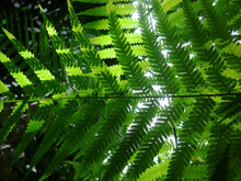 Green Leaves Pattern Of Australian Tree Fern In Tropical Garden. Sunlight In The Morning. Rainforest.