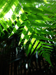  Green leaves pattern of Australian tree fern in tropical garden. Sunlight in the morning. Rainforest.