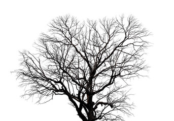 Wall Mural - Black dead tree branches with clipping path isolated on white background.