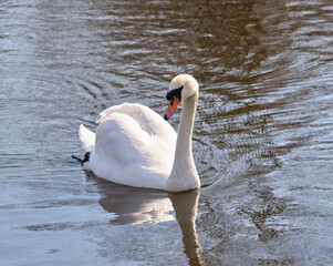 Swan on the Water