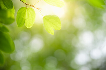 Concept nature view of green leaf on blurred greenery background in garden and sunlight with copy space using as background natural green plants landscape, ecology, fresh wallpaper.