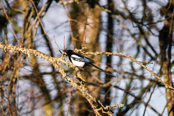 European magpie on a branch