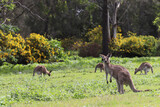 Fototapeta Sawanna - kangaroo in the wild