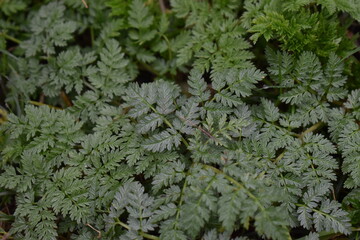 Poster - Green Leaves