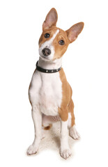 Wall Mural - Basenji