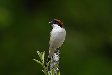 Wall Mural - Rotkopfwürger // Woodchat shrike (Lanius senator)