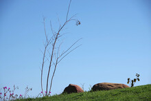 Grass Landscape With Some Wildflowers, A Tall Leafless Bare Plant And Some Boulders Under A Blue Sky
