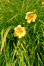 Flowering Linen Of The Stella-de-Oro Variety (Hemerocallis Lilioasphodelus L.)