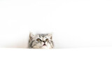 Fototapeta Koty - Face of little Scottish Straight kitten peeks out curiously from behind a white background with copy space. Portrait of baby cat looking up.