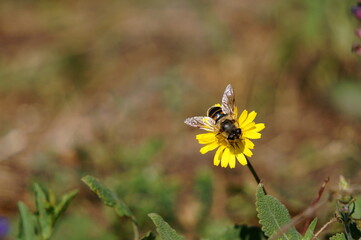 Wall Mural - bee on yellow flower