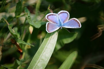 Poster - butterfly on a flower