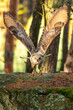 A great strong brown owl with huge red eyes flying through the forest on a red and green trees background. Eurasian Eagle Owl, Bubo bubo.