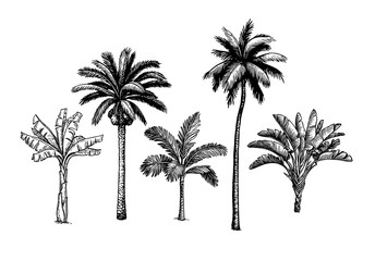 Wall Mural - palm tree set.