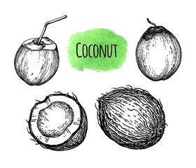 Canvas Print - ink sketch of coconut.