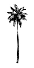 Canvas Print - coconut palm tree.