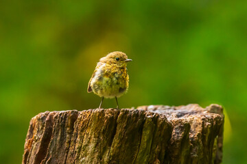 Wall Mural - European robin bird (Erithacus rubecula) chick