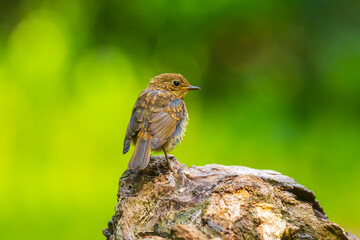 Wall Mural - European robin bird (Erithacus rubecula) chick