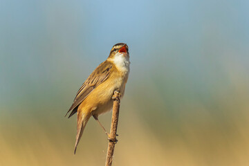 Wall Mural - Sedge warbler Acrocephalus schoenobaenus bird singing in reeds during sunrise.