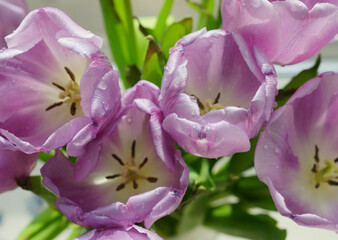 pink tulip flower