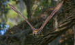© Chase D’Animulls - great horned owl adult (bubo virginianus) flying towards camera from oak tree, yellow eyes fixed on camera, wings spread apart, bokeh background