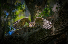 Great Horned Owl Adult (bubo Virginianus) Flying Towards Camera From Oak Tree, Yellow Eyes Fixed On Camera, Wings Spread Apart, Bokeh Background