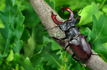 Stag Beetle On A Branch In An Oak Forest After Rain