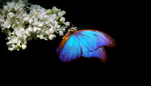 Beautiful Blue Morpho Butterfly On A Flower On A Black Background. Lilac Flower In Dew Drops Isolated On Black. White Lilac And Butterfly. Copy Spaces.