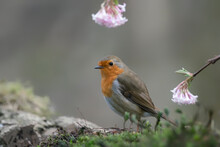 European Robin (Erithacus Rubecula) On A Branch In The Forest Of Noord Holland In The Netherlands. Copy Space.