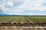 Fototapeta Lawenda - Agricultural field with young plants in a rows, sowing season in early spring. Beautiful cloudy sky on background