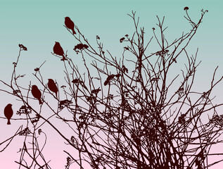 Wall Mural - Nature background of silhouettes birds sitting on wildflowers at sunset