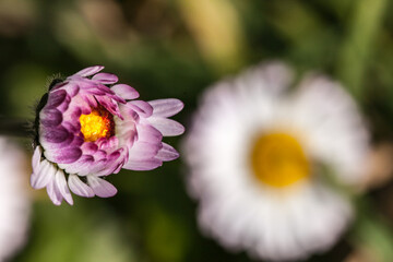 Wall Mural - Allassac (Corrèze, France) - Vue macroscopique d'une pâquerette Bellis Perennis