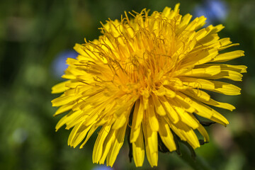 Sticker - Allassac (Corrèze, France) - Vue macroscopique d'une fleur jaune de pissenlit