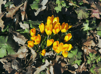 Wall Mural - The first bright flowers bloomed in the spring