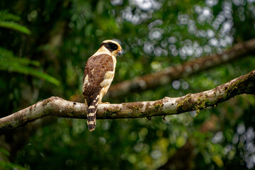 Wall Mural - laughing falcon - herpetotheres cachinnans also snake hawk, bird of prey in the falcon family falcon