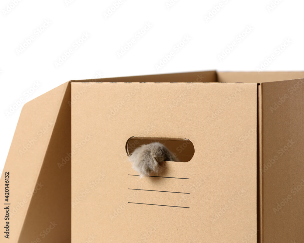 Cat paw box discount