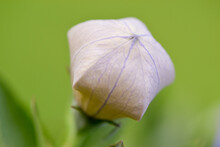 White Balloon Flower Bud