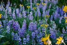 Lupine Wildflowers In Meadows. Hurricane Ridge In Olympic National Park. Port Angeles. Washington. United States.