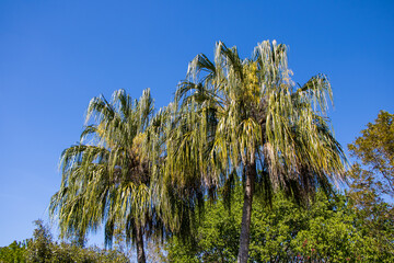 Palm trees against sky