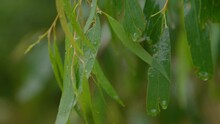 A Close Up Of Rain On A Gum Tree Eucalyptus