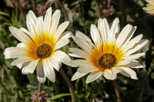 White And Yellow Gazania Rigens In Bloom. Santa Cruz, California, USA.