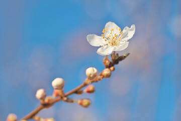 Wall Mural - Spring flower and bud on tree.